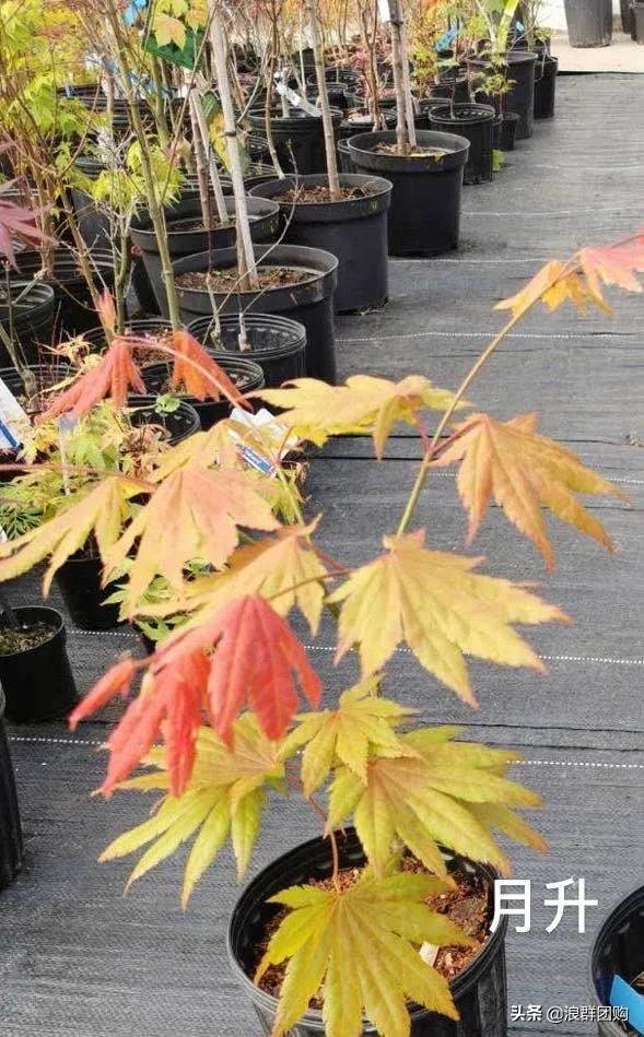 网红庭院花园必备的38种枫树和4种紫藤