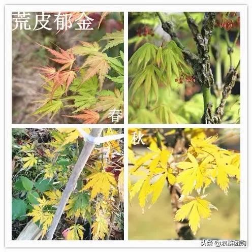 网红庭院花园必备的38种枫树和4种紫藤