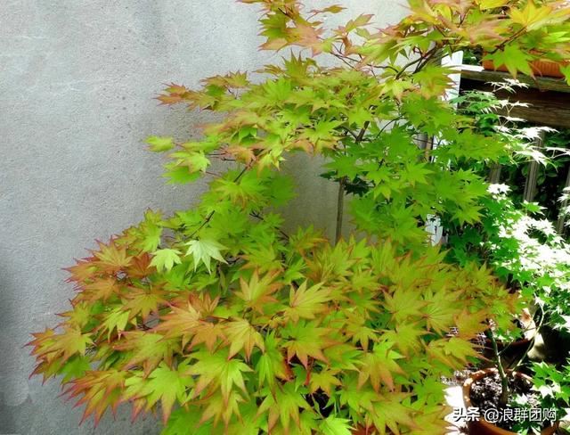 网红庭院花园必备的38种枫树和4种紫藤