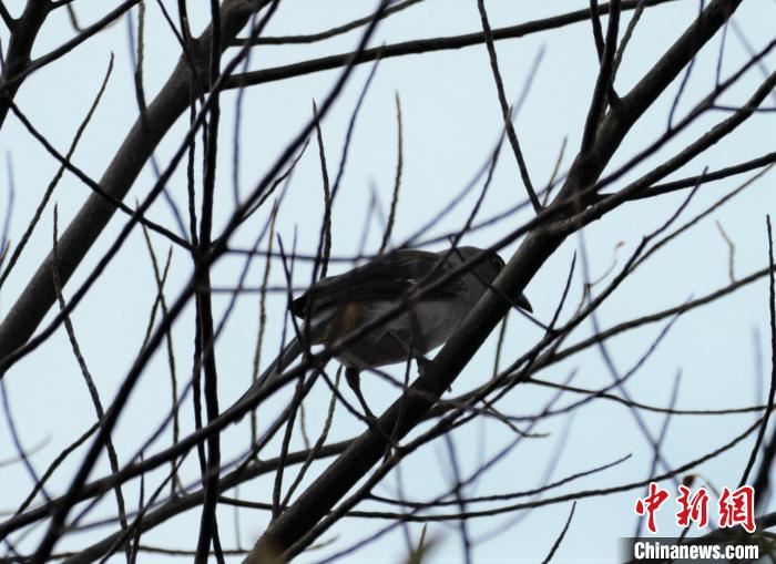 武汉去年鸟类家族新增8位成员　今年疫情对鸟类监测影响不大