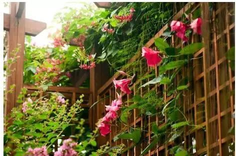 一面院墙，一个植物，一片花海~