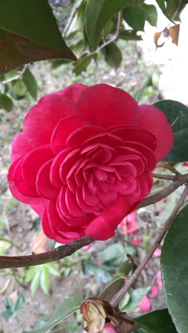 养茶花注意2方面，一树大花招来一窝蜜蜂，香味悠远惹人爱！