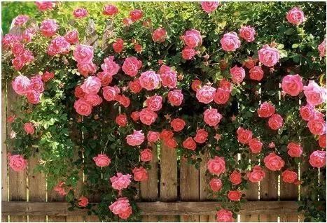 一面院墙，一个植物，一片花海~