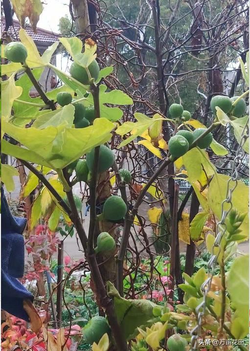 无花果通过截断重新塑形来提高产量的想法和试验