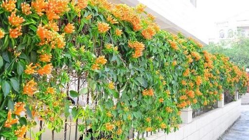 一面院墙，一个植物，一片花海~