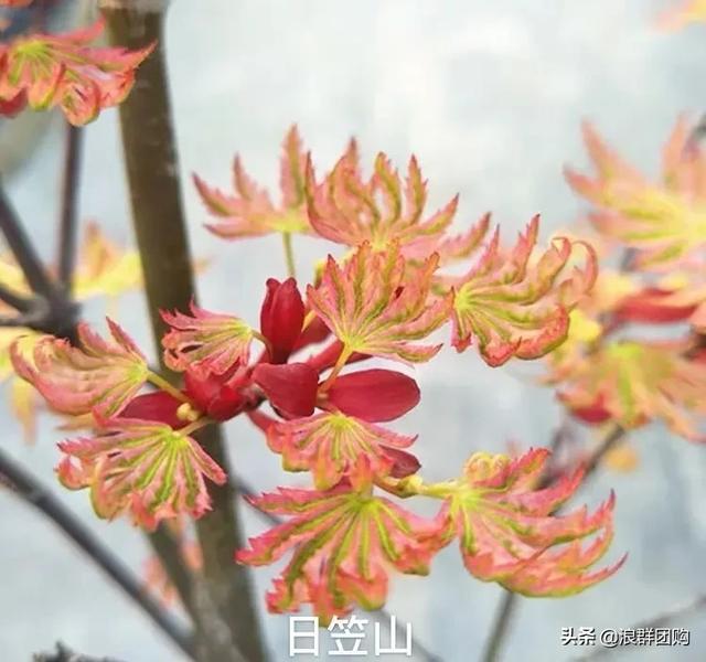 网红庭院花园必备的38种枫树和4种紫藤