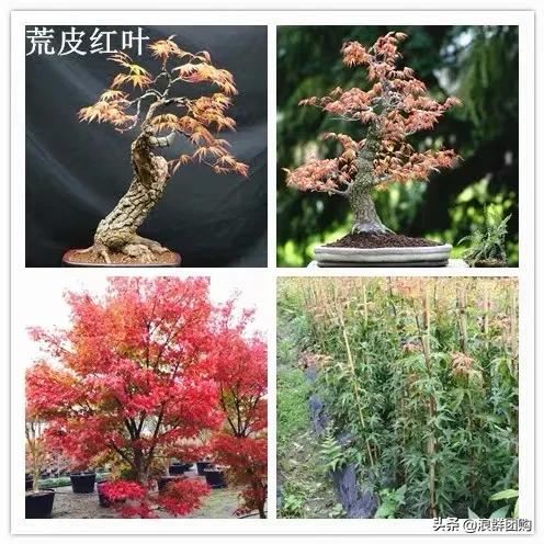 网红庭院花园必备的38种枫树和4种紫藤