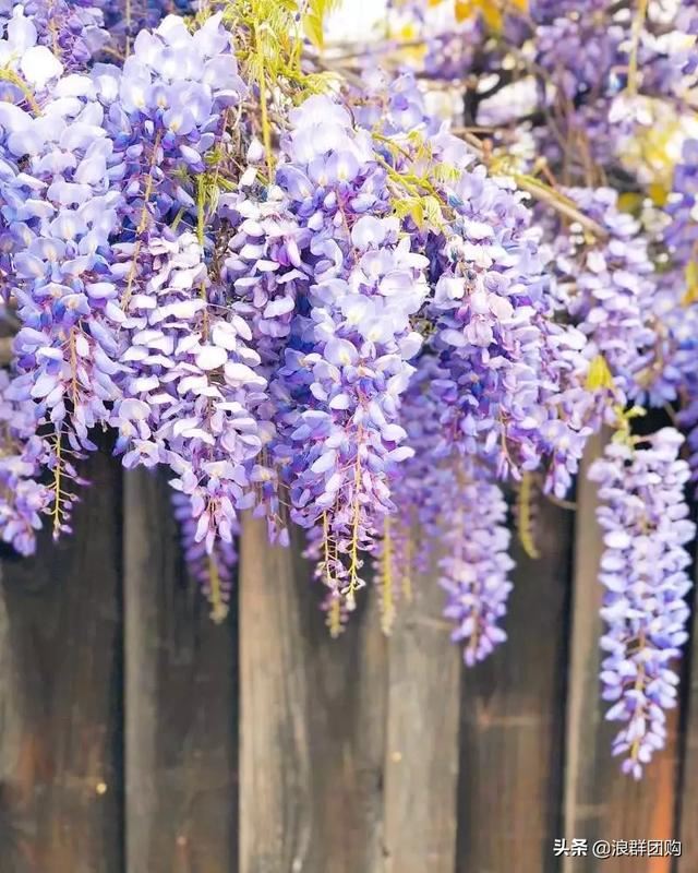 网红庭院花园必备的38种枫树和4种紫藤