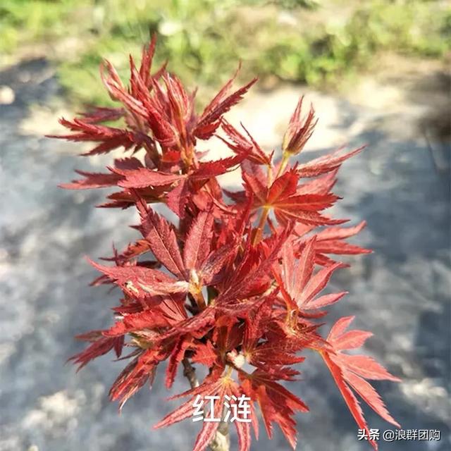 网红庭院花园必备的38种枫树和4种紫藤