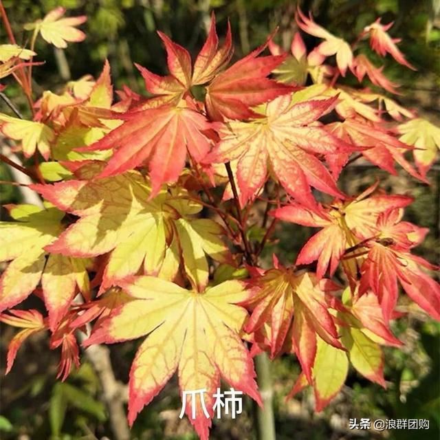 网红庭院花园必备的38种枫树和4种紫藤