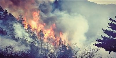 [最美林业故事]森林卫士：守护绿色净土