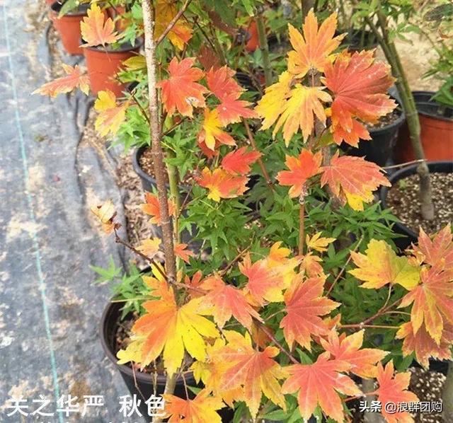 网红庭院花园必备的38种枫树和4种紫藤