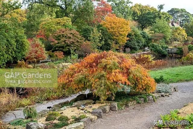 网红庭院花园必备的38种枫树和4种紫藤