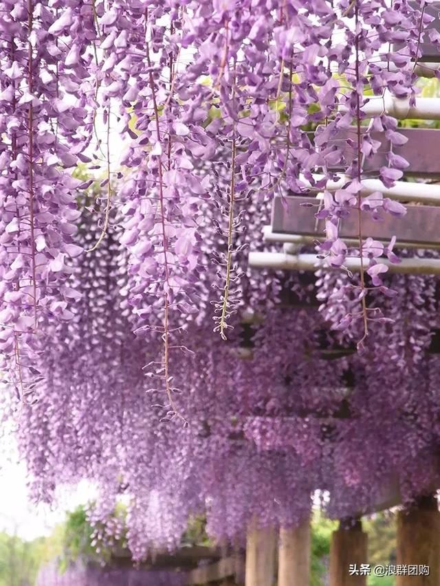 网红庭院花园必备的38种枫树和4种紫藤