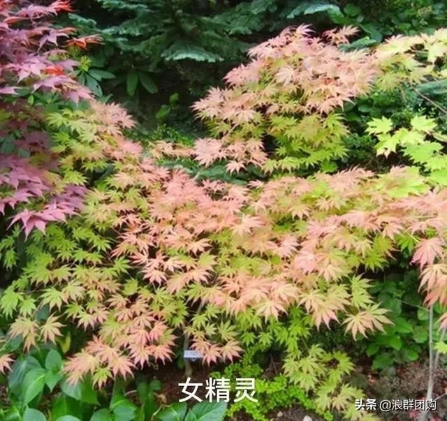 网红庭院花园必备的38种枫树和4种紫藤