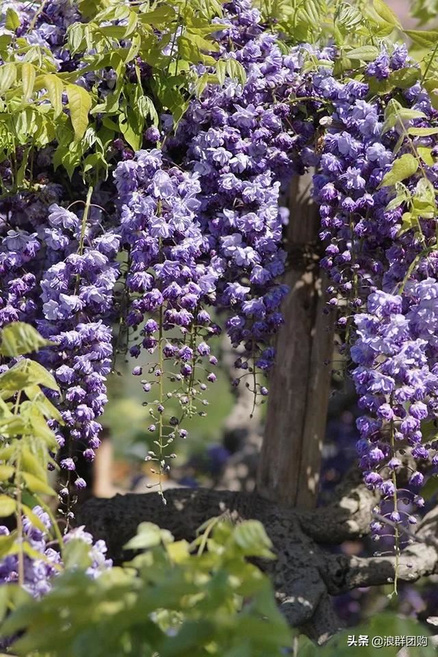 网红庭院花园必备的38种枫树和4种紫藤