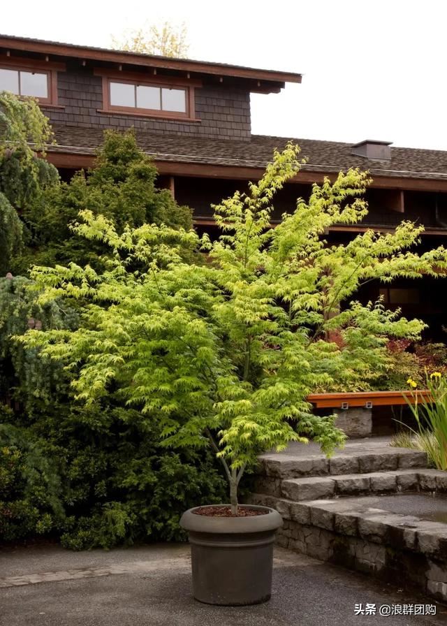 网红庭院花园必备的38种枫树和4种紫藤