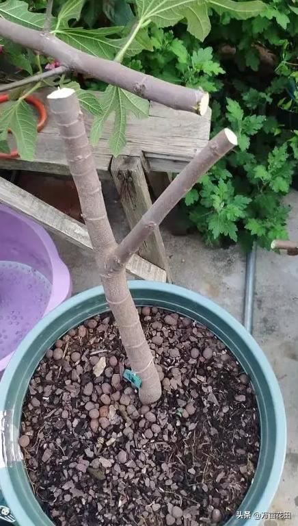 无花果通过截断重新塑形来提高产量的想法和试验