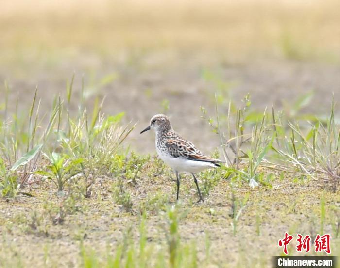 武汉去年鸟类家族新增8位成员　今年疫情对鸟类监测影响不大