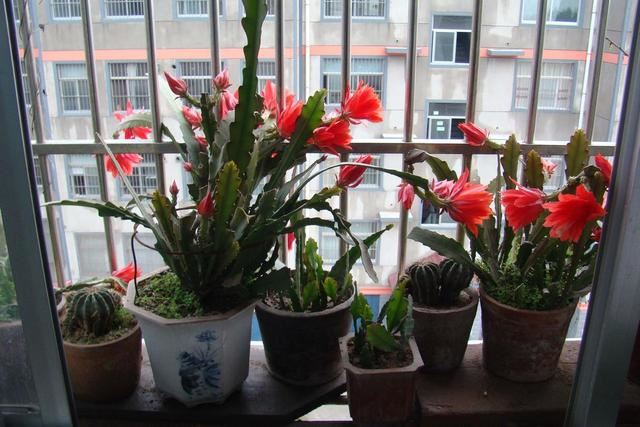 花朵丰富硕大像极了荷花，它就是“令箭荷花”，每次开花不见叶