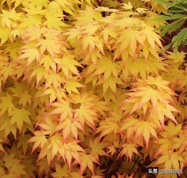 网红庭院花园必备的38种枫树和4种紫藤