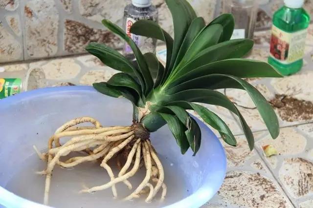 翻盆的最佳时期到了，错过翻盆你可能见不到它开花