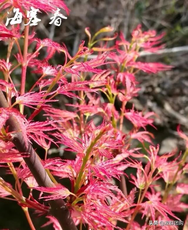 网红庭院花园必备的38种枫树和4种紫藤