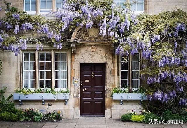 网红庭院花园必备的38种枫树和4种紫藤