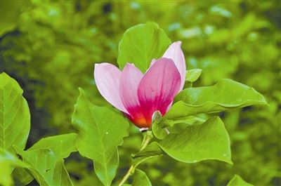 [树木传奇]紫玉兰，亦花亦药总相宜