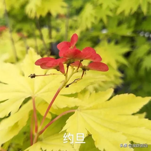 网红庭院花园必备的38种枫树和4种紫藤