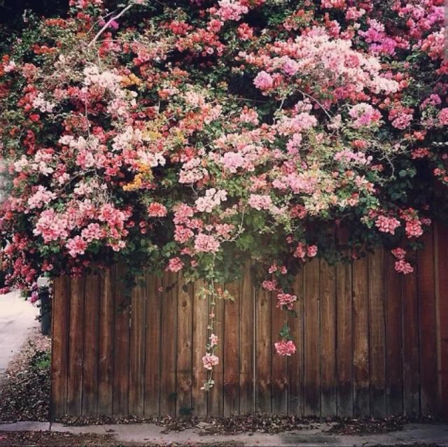 一面院墙，一个植物，一片花海~