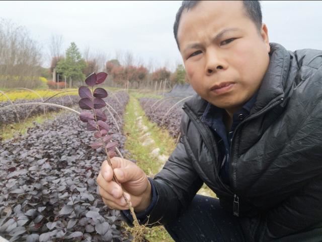 它好看漂亮，种植简单价格高，园林绿化带很常见