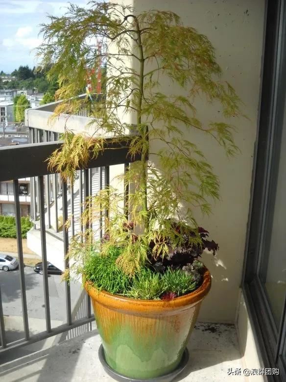 网红庭院花园必备的38种枫树和4种紫藤