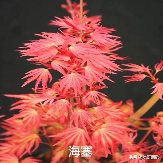 网红庭院花园必备的38种枫树和4种紫藤