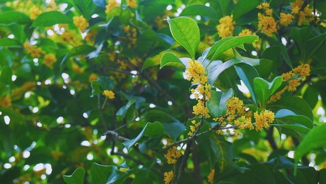 桂花树不开花怎么办？干着急没用！不知道原因的看这里