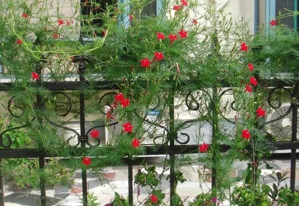 一面院墙，一个植物，一片花海~