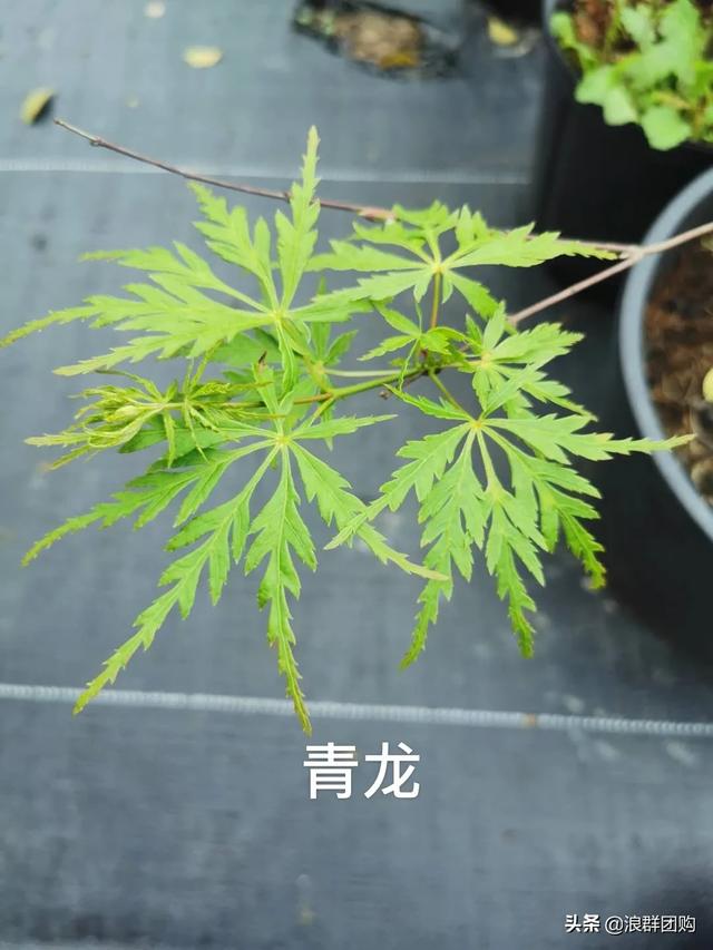 网红庭院花园必备的38种枫树和4种紫藤
