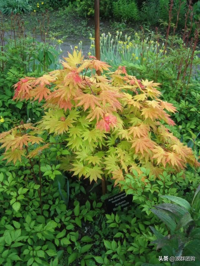 网红庭院花园必备的38种枫树和4种紫藤