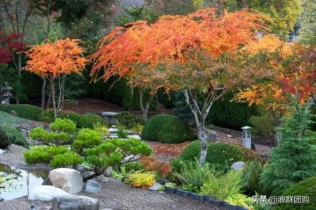 网红庭院花园必备的38种枫树和4种紫藤