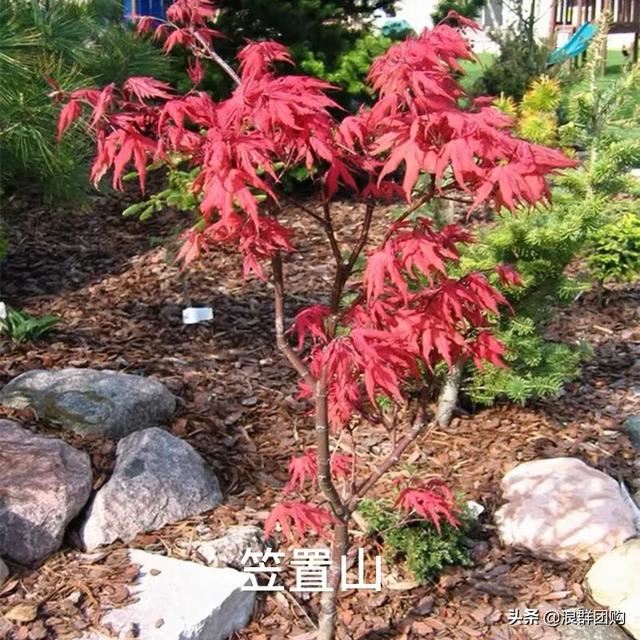 网红庭院花园必备的38种枫树和4种紫藤