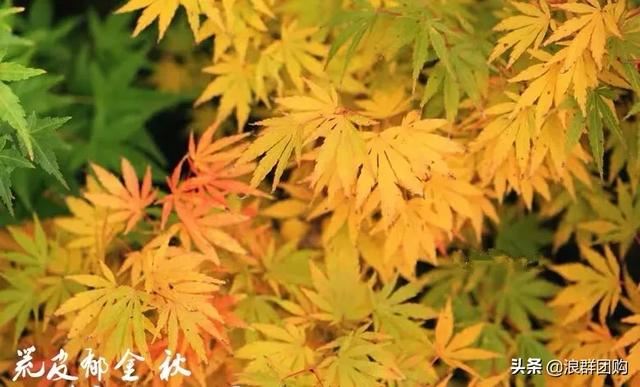 网红庭院花园必备的38种枫树和4种紫藤