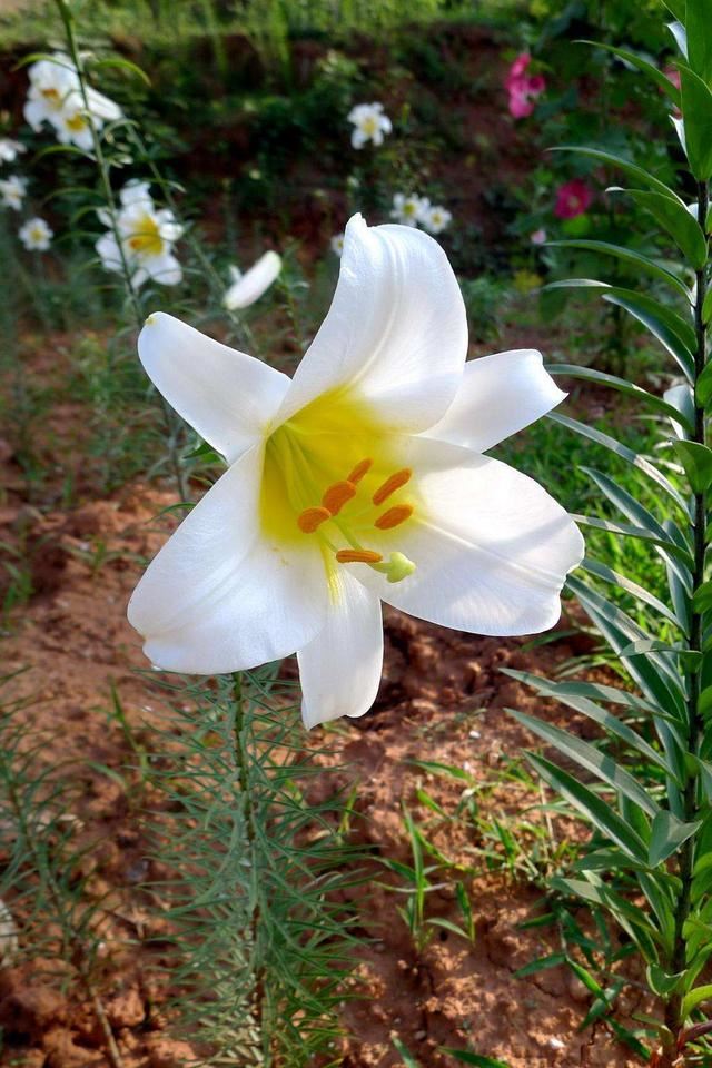 阳台养几株“百合花”，不知道攻略怎么开花，只长枝条不冒花苞