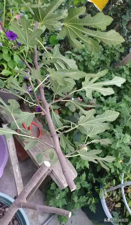 无花果通过截断重新塑形来提高产量的想法和试验