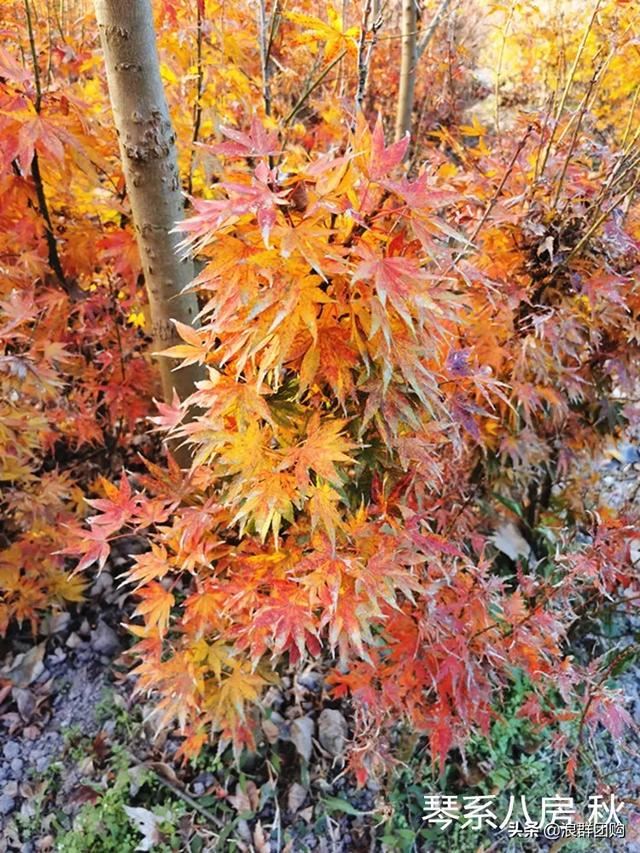 网红庭院花园必备的38种枫树和4种紫藤