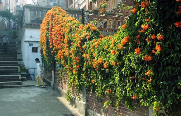 一面院墙，一个植物，一片花海~