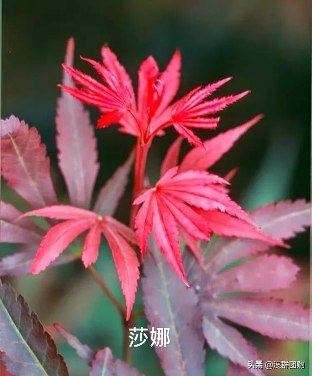 网红庭院花园必备的38种枫树和4种紫藤