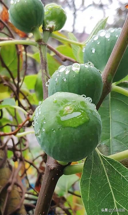无花果通过截断重新塑形来提高产量的想法和试验