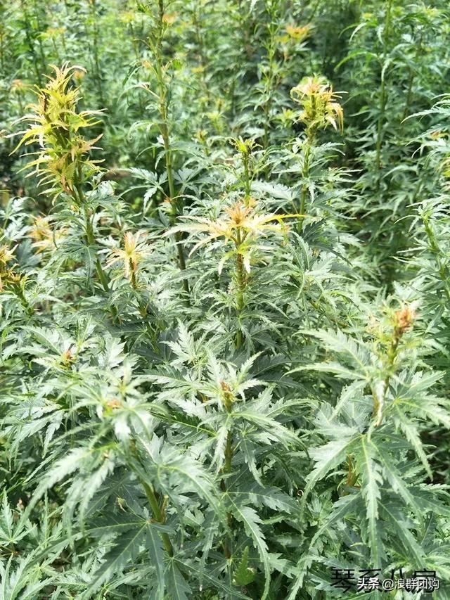 网红庭院花园必备的38种枫树和4种紫藤