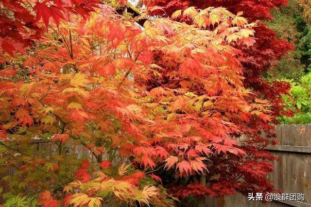 网红庭院花园必备的38种枫树和4种紫藤