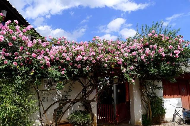 一面院墙，一个植物，一片花海~